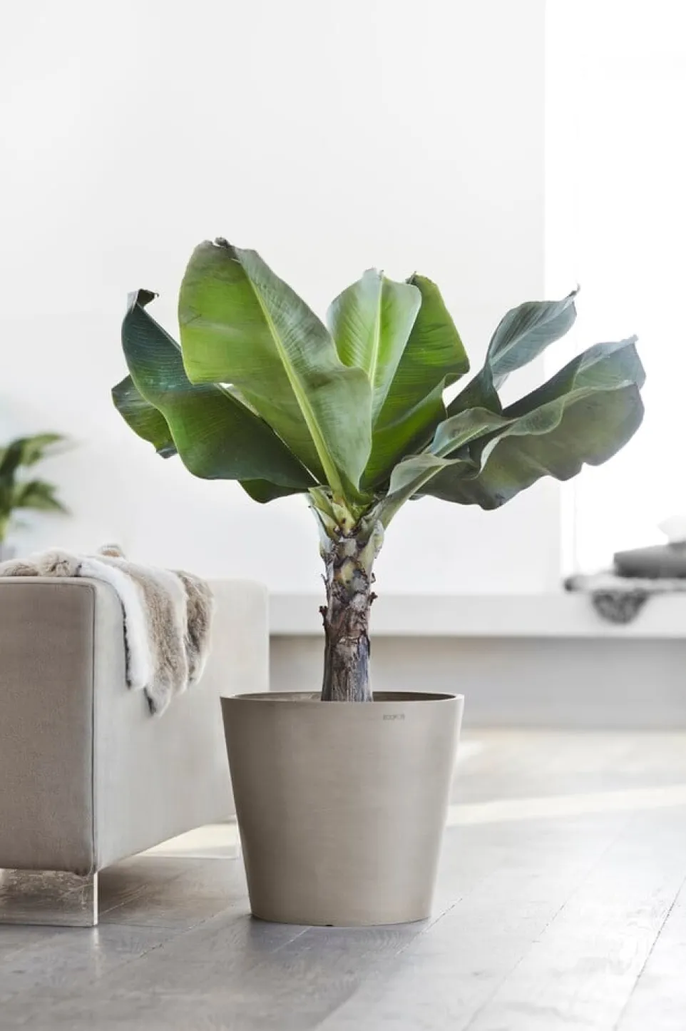 Gartentopf Amsterdam